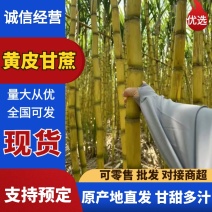 广东黄金甘蔗黄皮大量上市，量大价格从优，对接各大巿场