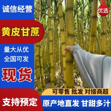 广东黄金甘蔗黄皮大量上市，量大价格从优，对接各大巿场