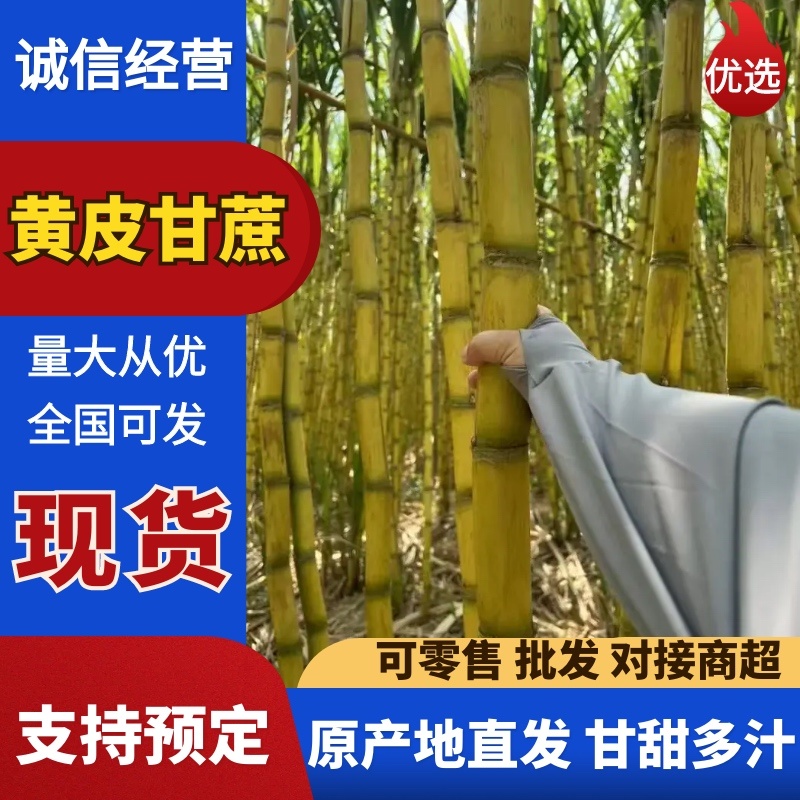 广东黄金甘蔗黄皮大量上市，量大价格从优，对接各大巿场