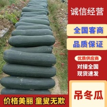 广东精品吊冬瓜地冬瓜黑皮冬瓜大量上市工厂货市场货大量供应