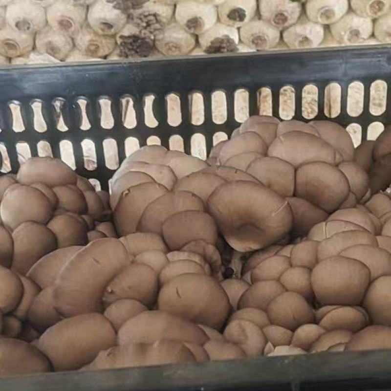 江苏一手货源鲜平菇新鲜上市价格美丽质量好走货快欢迎询价