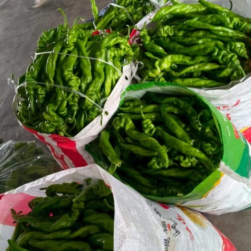 精品螺丝椒货源充足/山东辣椒螺丝椒一手货源量大从优