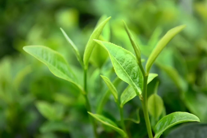 红茶凤庆滇红茶醇香四溢产地直供一手货源欢迎咨询