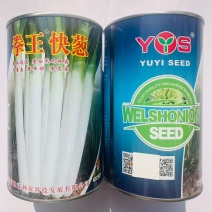 豫艺拳王快葱种子葱白长山东大葱种子葱叶墨绿长白葱种子耐寒