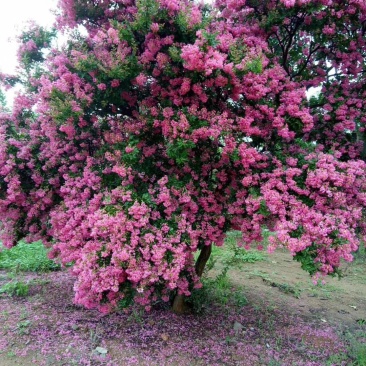 玉兰花，大叶女贞，紫叶李树，红叶石楠，全部低价处理