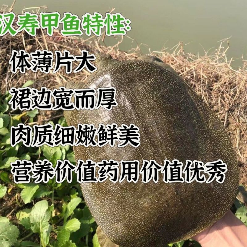 湖南常德汉寿本地甲鱼随时出货电话联系青黄黑花,