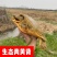 湖南常德汉寿本地甲鱼随时出货电话联系青黄黑花,