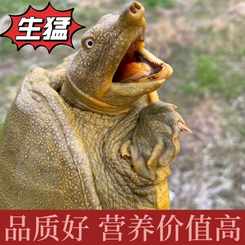 湖南常德汉寿本地甲鱼随时出货电话联系青黄黑花,