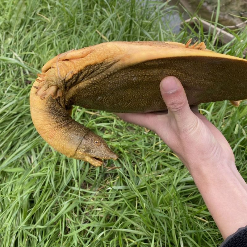 湖南常德汉寿本地甲鱼随时出货电话联系青黄黑花,