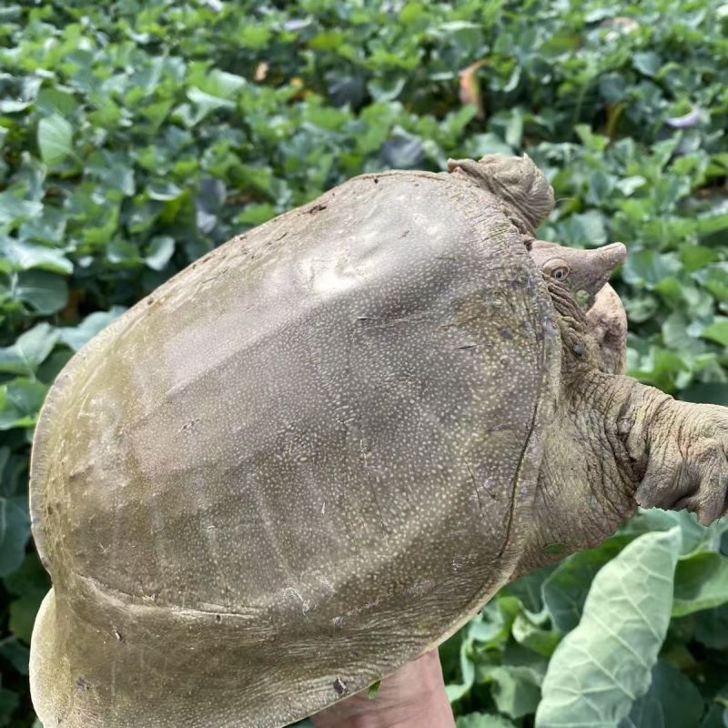 湖南常德汉寿本地甲鱼随时出货电话联系青黄黑花,