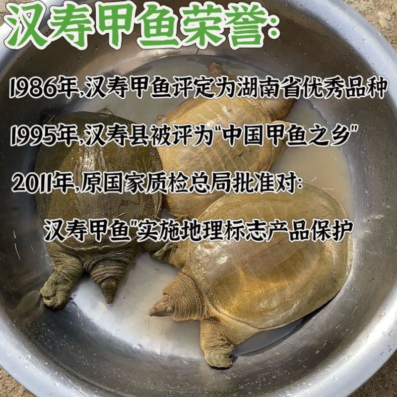 湖南常德汉寿本地甲鱼随时出货电话联系青黄黑花,