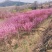 玉兰花，大叶女贞，紫叶李树，红叶石楠，全部低价处理