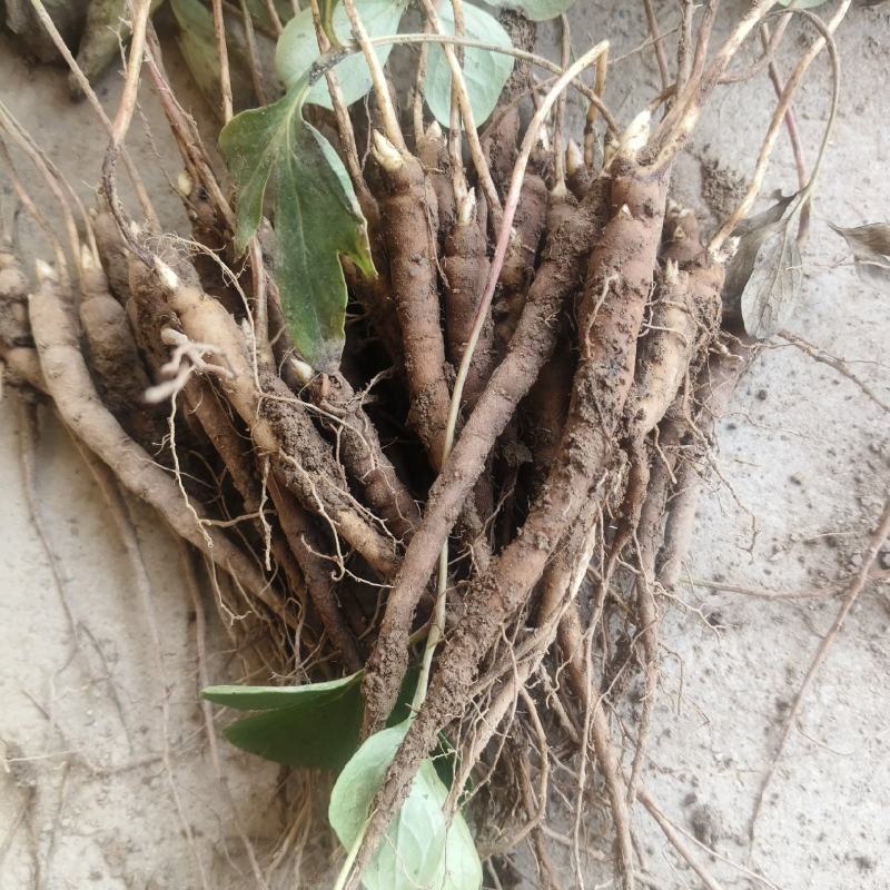 大量批发一年赤芍苗