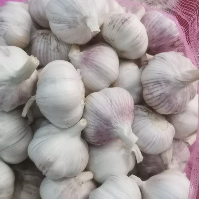 【优质大蒜】河南大蒜，规格齐全，产地直发诚信经营