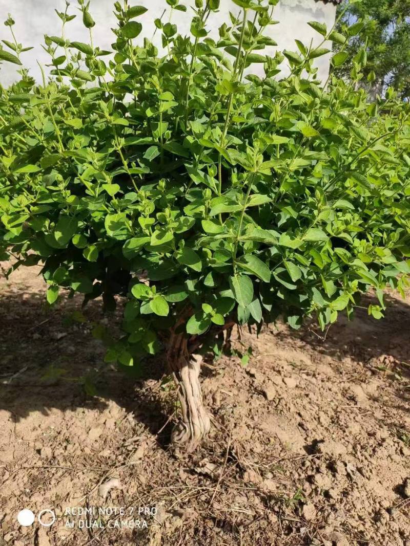 四季花，树形，1.5到2.5公分粗。3万棵待售。量大优。