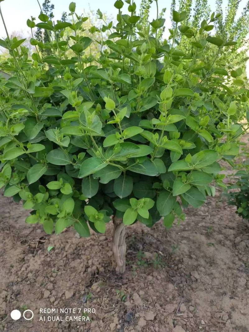 四季花，树形，1.5到2.5公分粗。3万棵待售。量大优。