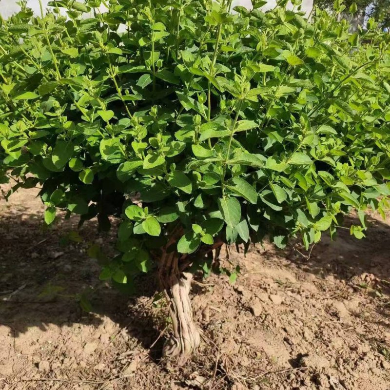 四季花，树形，1.5到2.5公分粗。3万棵待售。量大优。