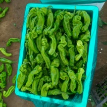 山东临沂芜湖椒大量上市/精品辣椒芜湖椒一手货源物美价廉