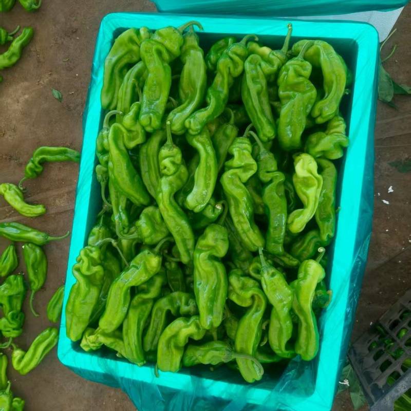 山东临沂芜湖椒大量上市/精品辣椒芜湖椒一手货源物美价廉