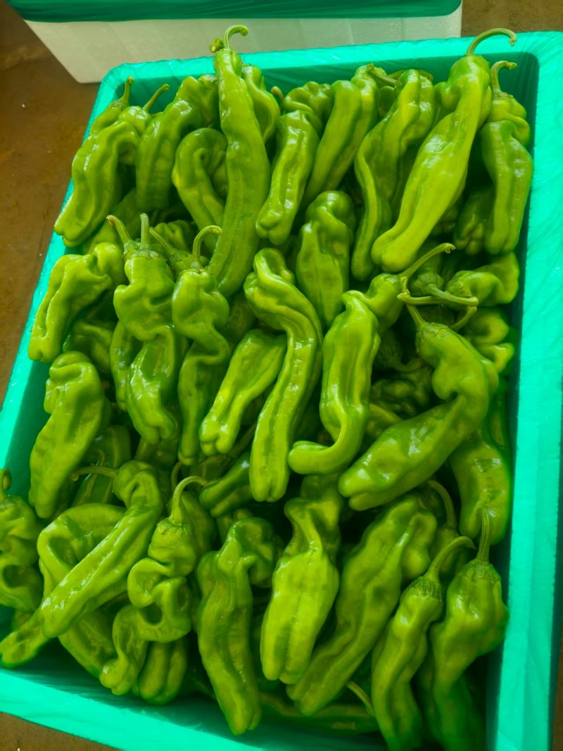 山东临沂芜湖椒大量上市/精品辣椒芜湖椒一手货源物美价廉