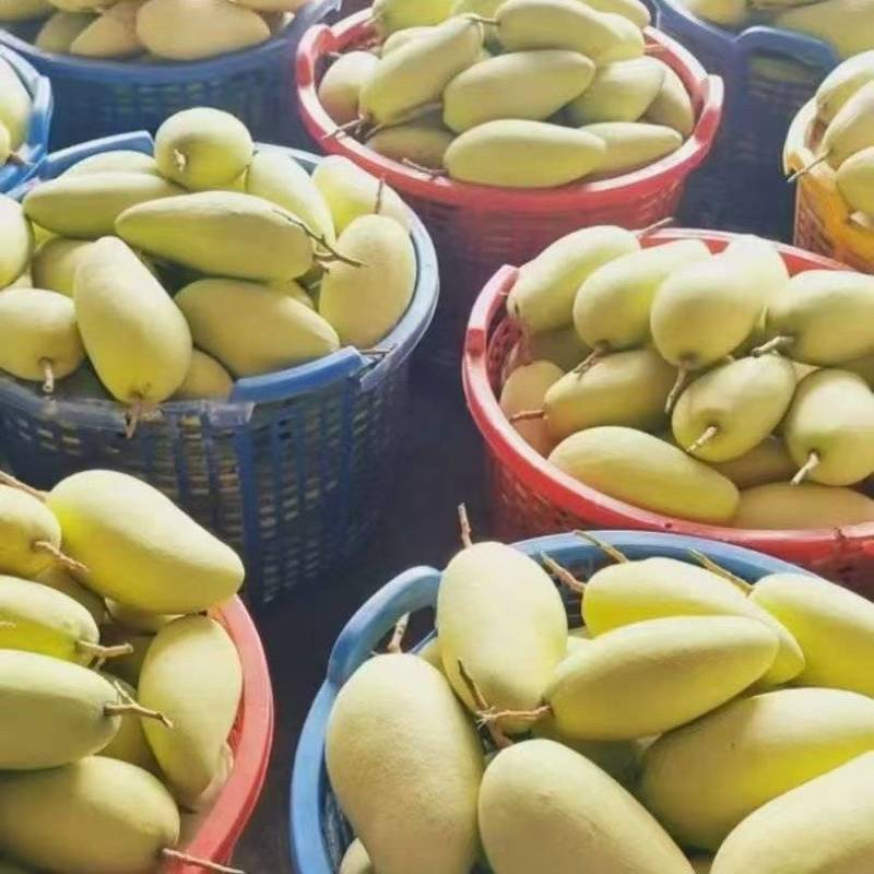 【推荐】广西金煌芒大量接单品质保证诚信合作欢迎来电
