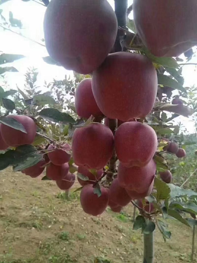 精品花牛苹果甘肃基地直供质量保证一手货源对接商超市场