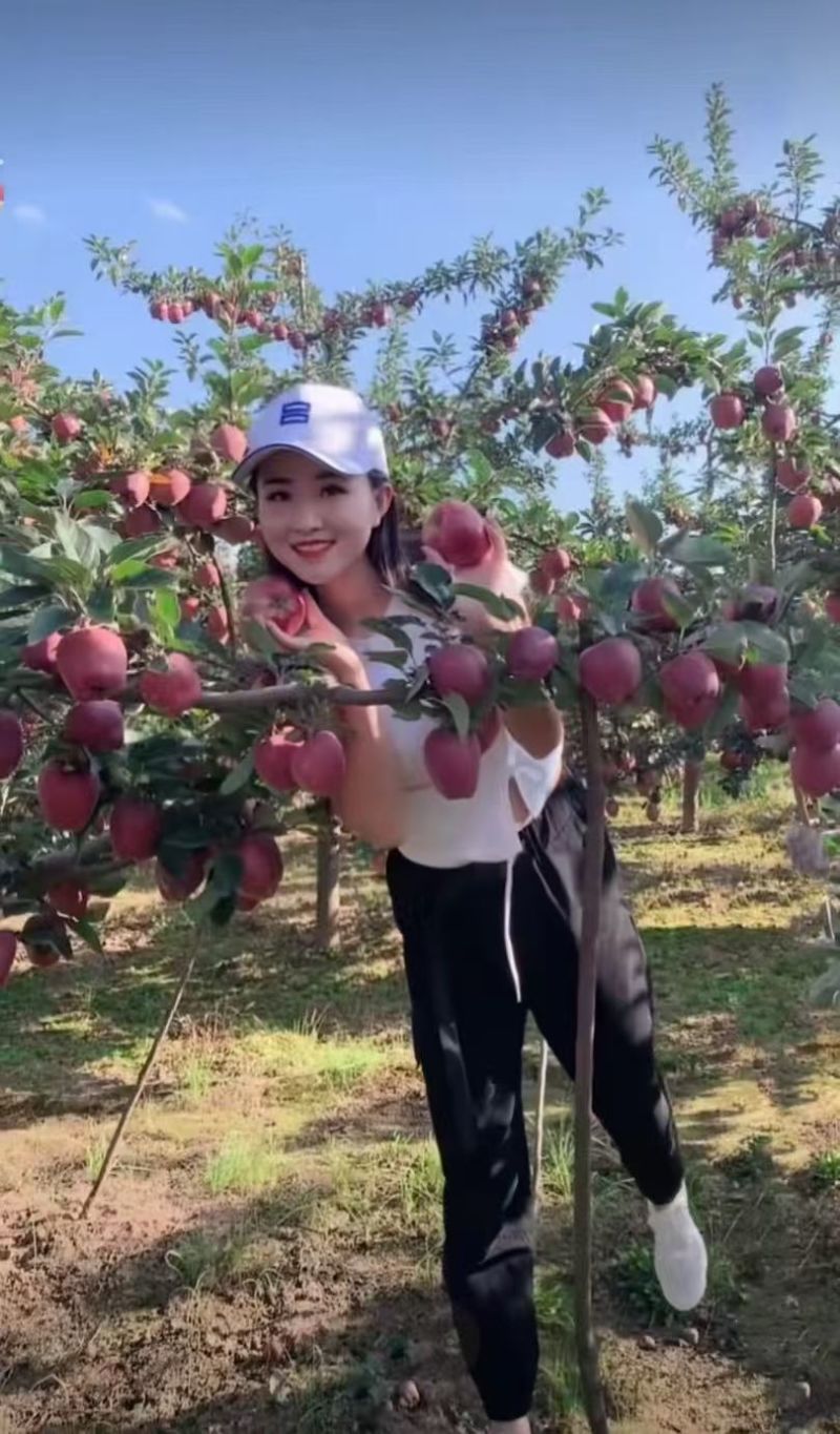 精品花牛苹果甘肃基地直供质量保证一手货源对接商超市场