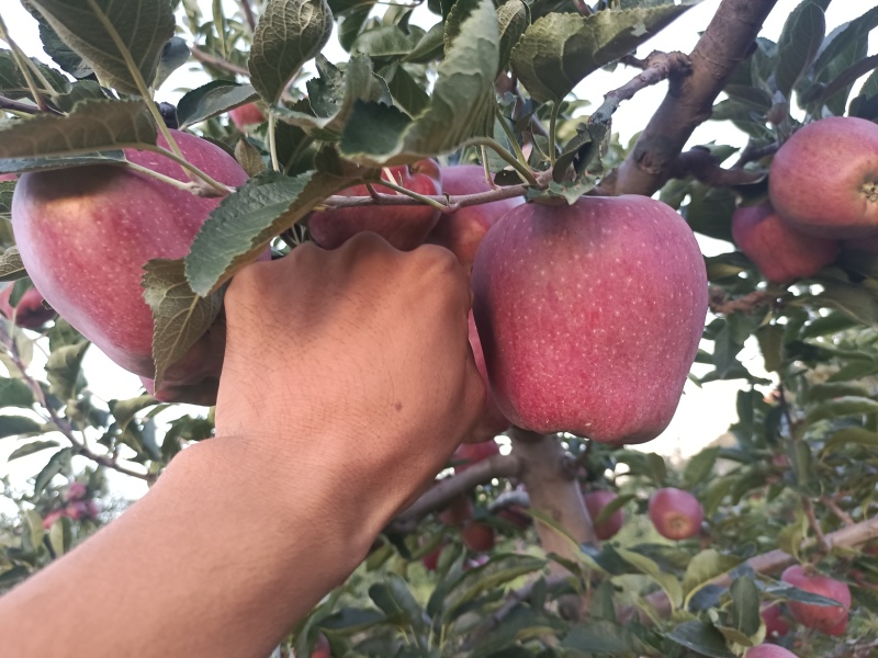 精品花牛苹果甘肃基地直供质量保证一手货源对接商超市场