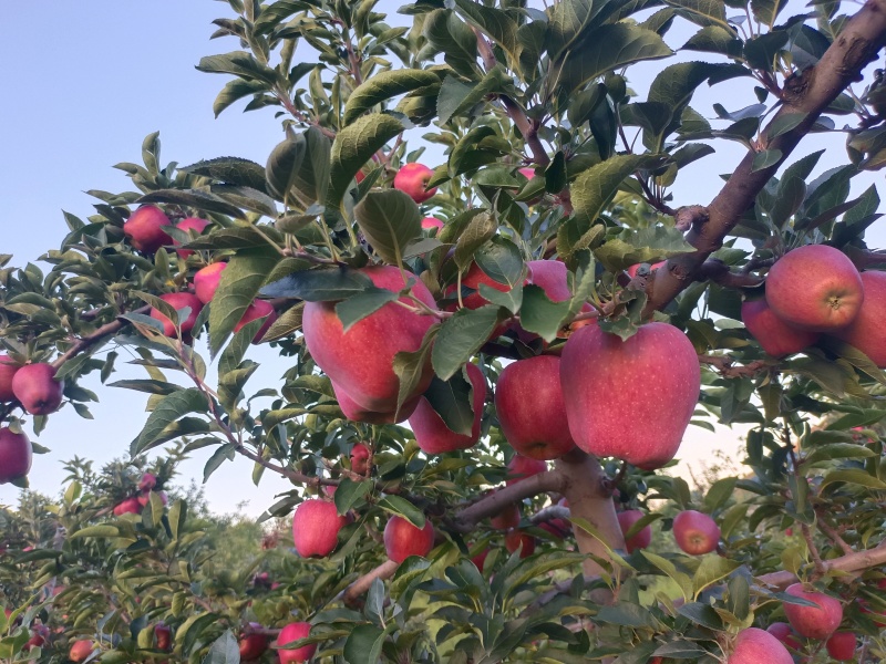 精品花牛苹果甘肃基地直供质量保证一手货源对接商超市场