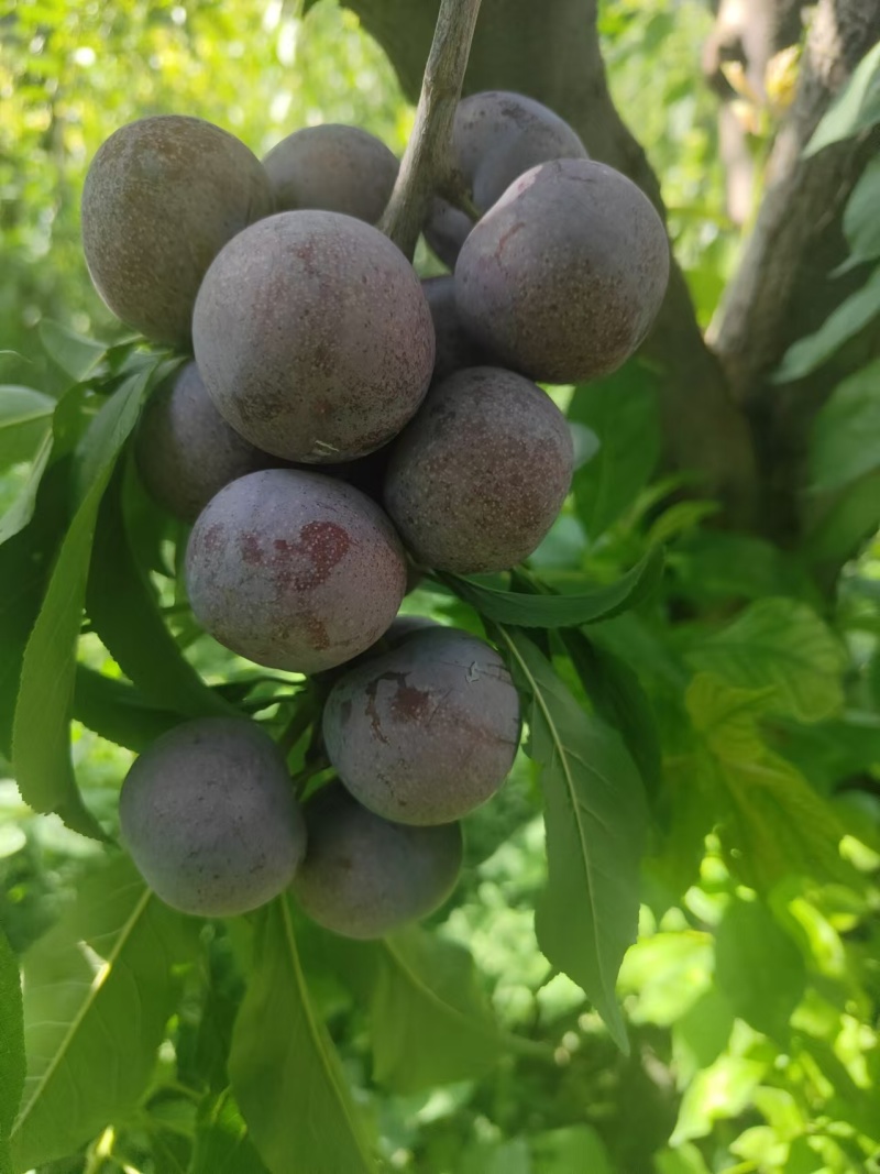阿坝州高原脆红李大量上市