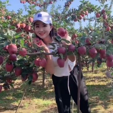 精品花牛苹果甘肃基地直供质量保证一手货源对接商超市场