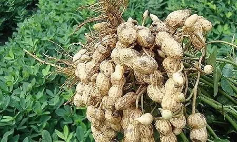 花生黑花生鲜黑花生现挖现发产地直供一手货源
