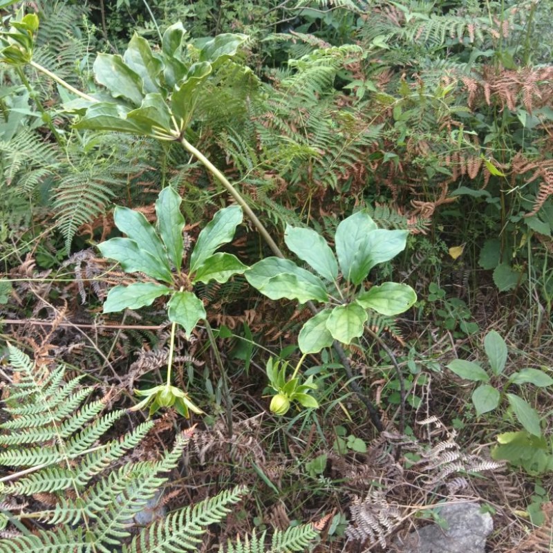 云南野生八月一只花