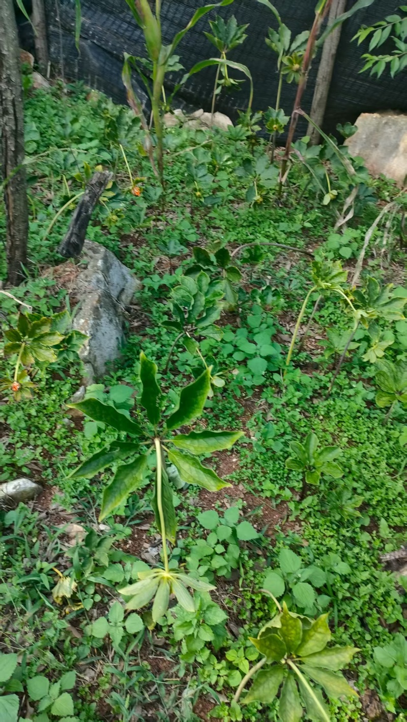 云南野生八月一只花
