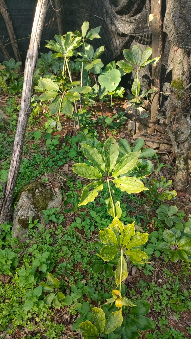 云南野生八月一只花