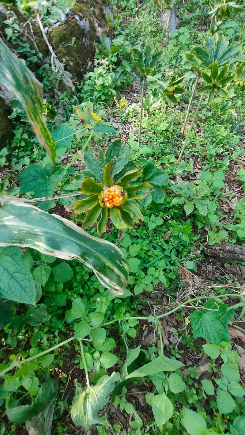 云南野生八月一只花