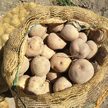 【优选】甘肃希森土豆个头均匀耐储存稳定供应欢迎来电