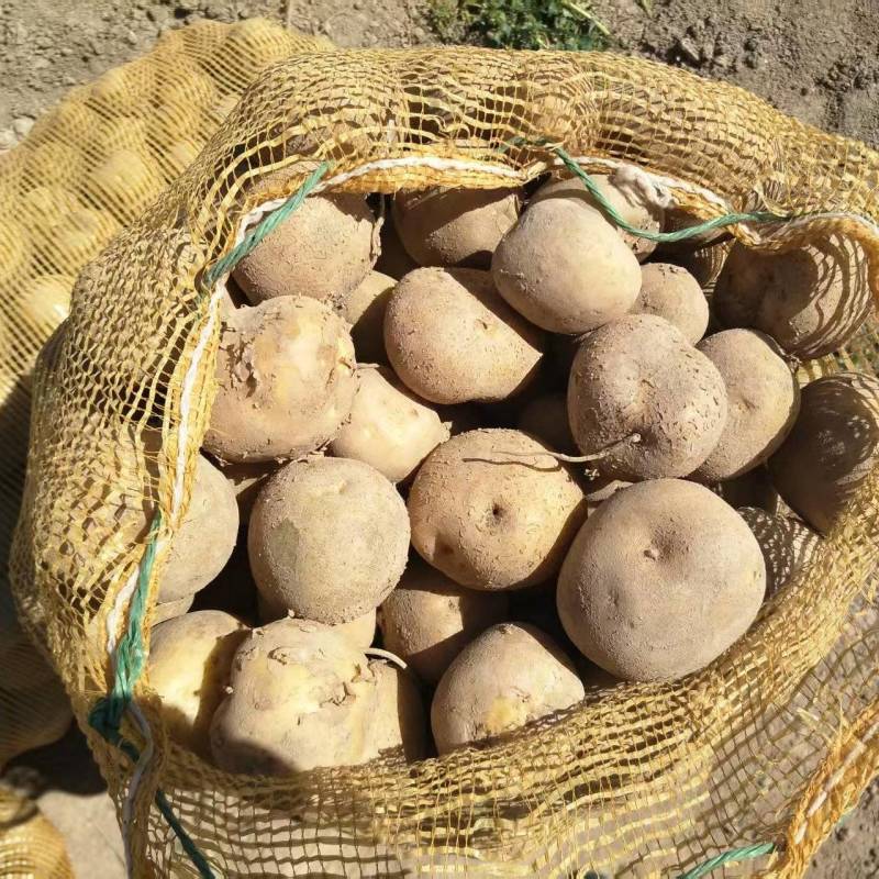 【优选】甘肃希森土豆个头均匀耐储存稳定供应欢迎来电