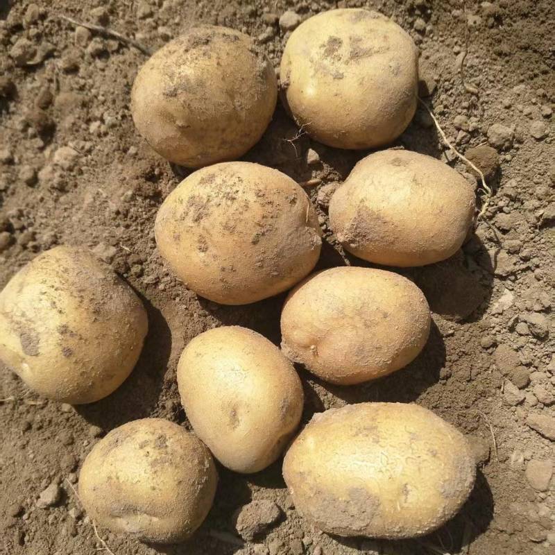 【稳定供货】甘肃226土豆新鲜土豆批发产地直发量大价优