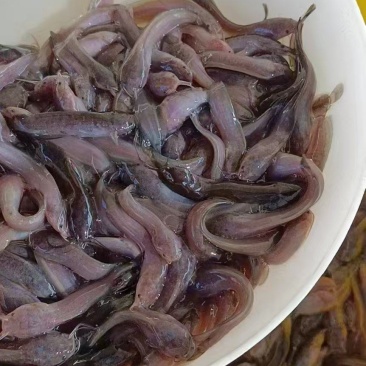 三黄塘鲺苗塘角鱼苗，现货足，支持全国发货。