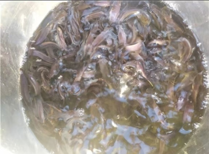 三黄塘鲺苗塘角鱼苗，现货足，支持全国发货。