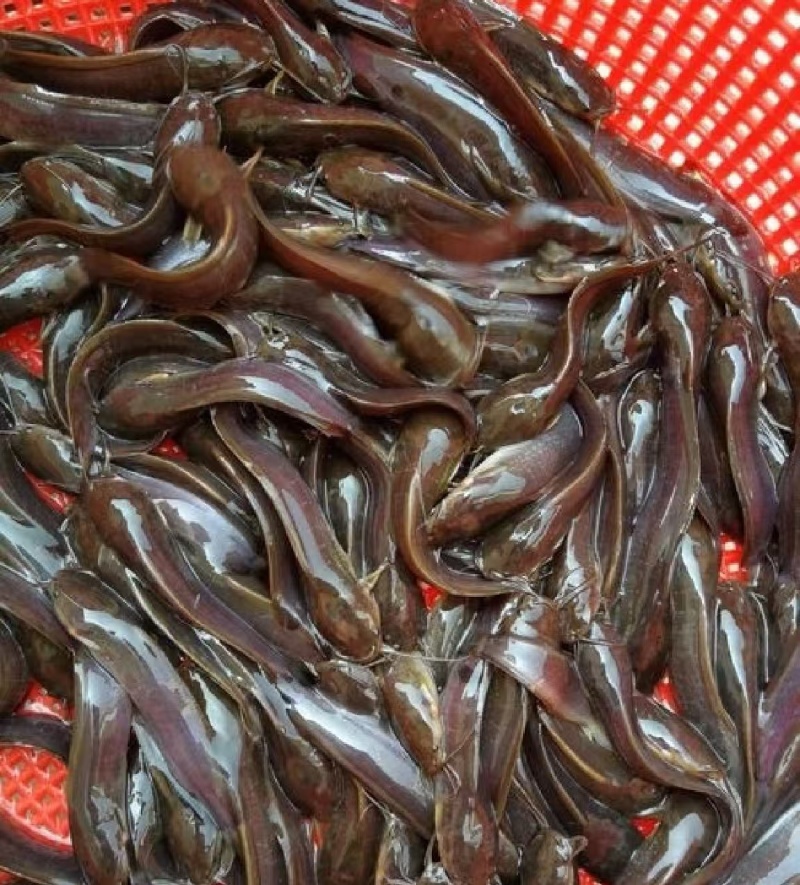 三黄塘鲺苗塘角鱼苗，现货足，支持全国发货。