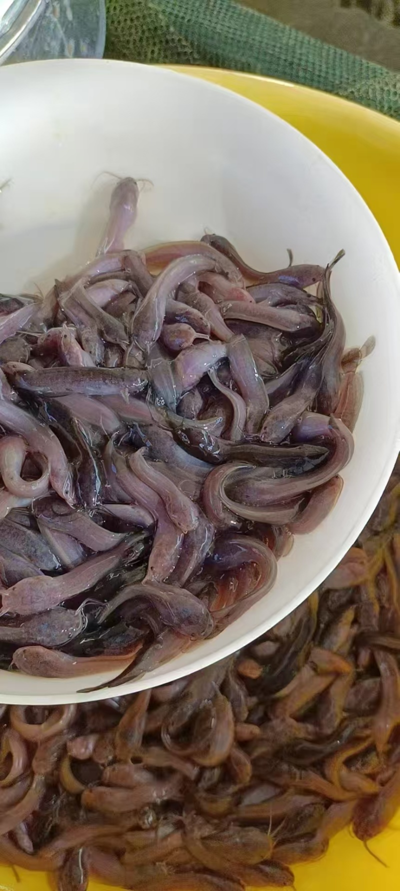 三黄塘鲺苗塘角鱼苗，现货足，支持全国发货。