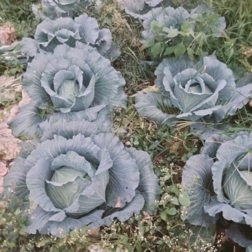 重庆南川高山脆甜包菜