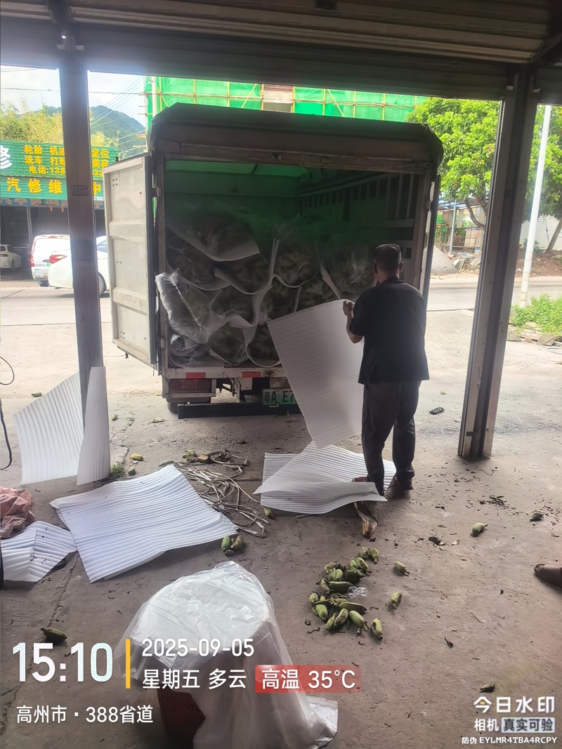 高州粉蕉，香蕉产地直供，专业代收购，代发货！