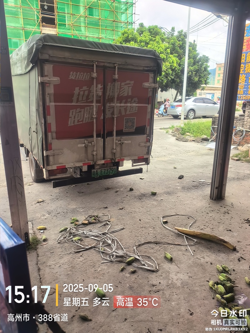 高州粉蕉，香蕉产地直供，专业代收购，代发货！