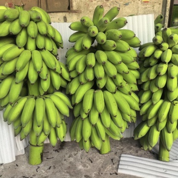 高州粉蕉，香蕉产地直供，专业代收购，代发货！
