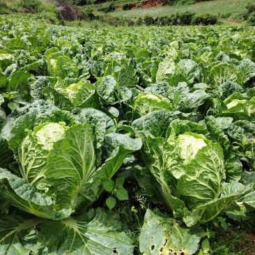 长期出售云南山地大白菜