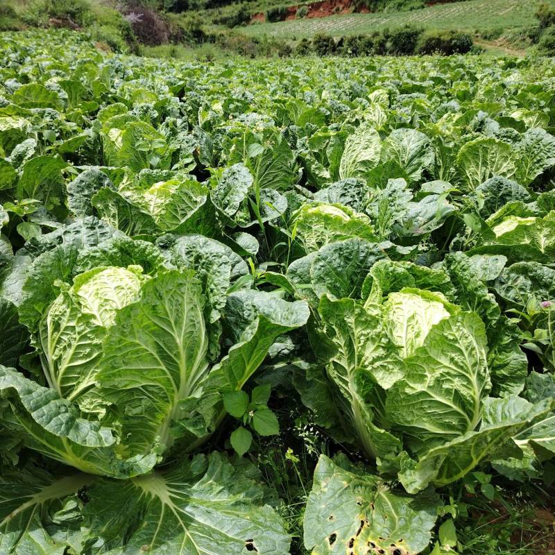 长期出售云南山地大白菜
