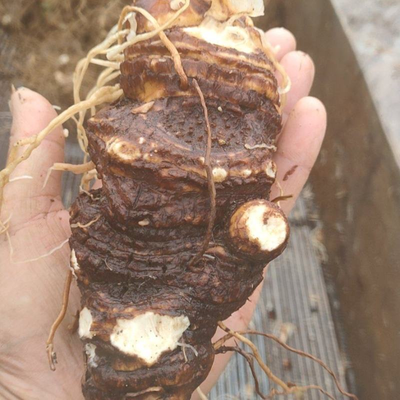 现货秒发原产地直供重楼超高性价比健康无忧
